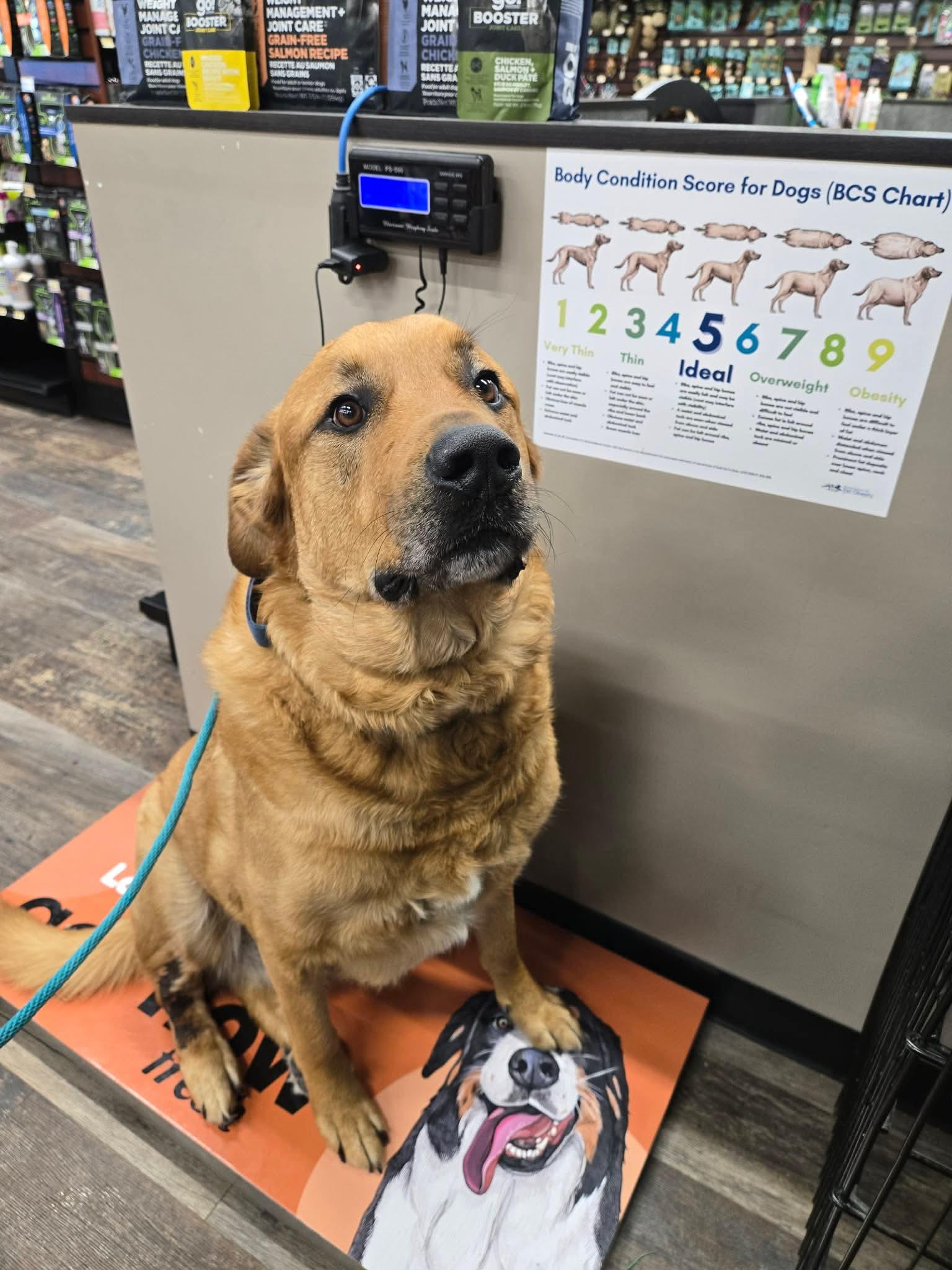 Rio, Adoptable, Adult Male Bullmastiff.