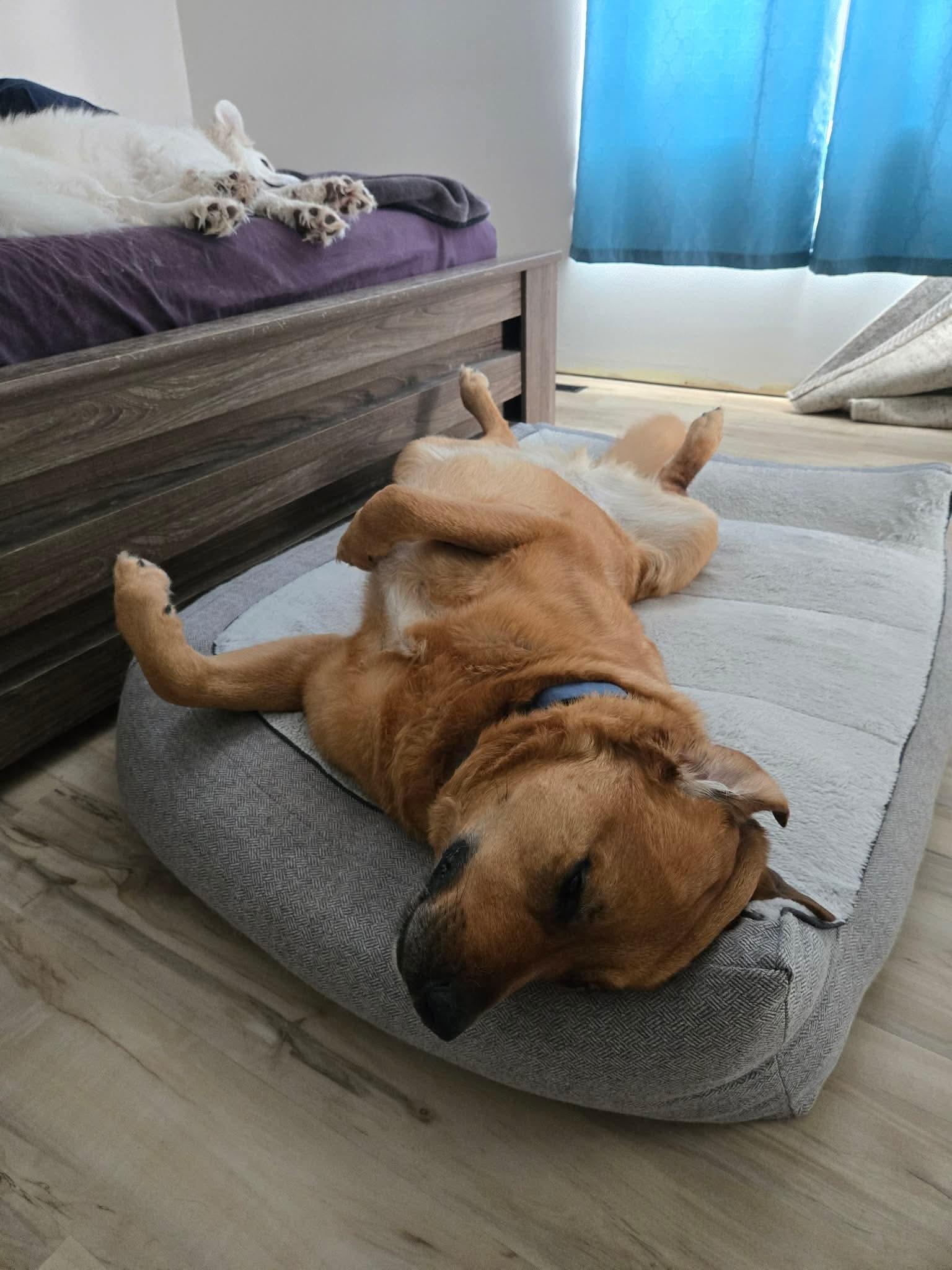 Rio, a Adoptable mixed breed in Steinbach, MB image 2/6