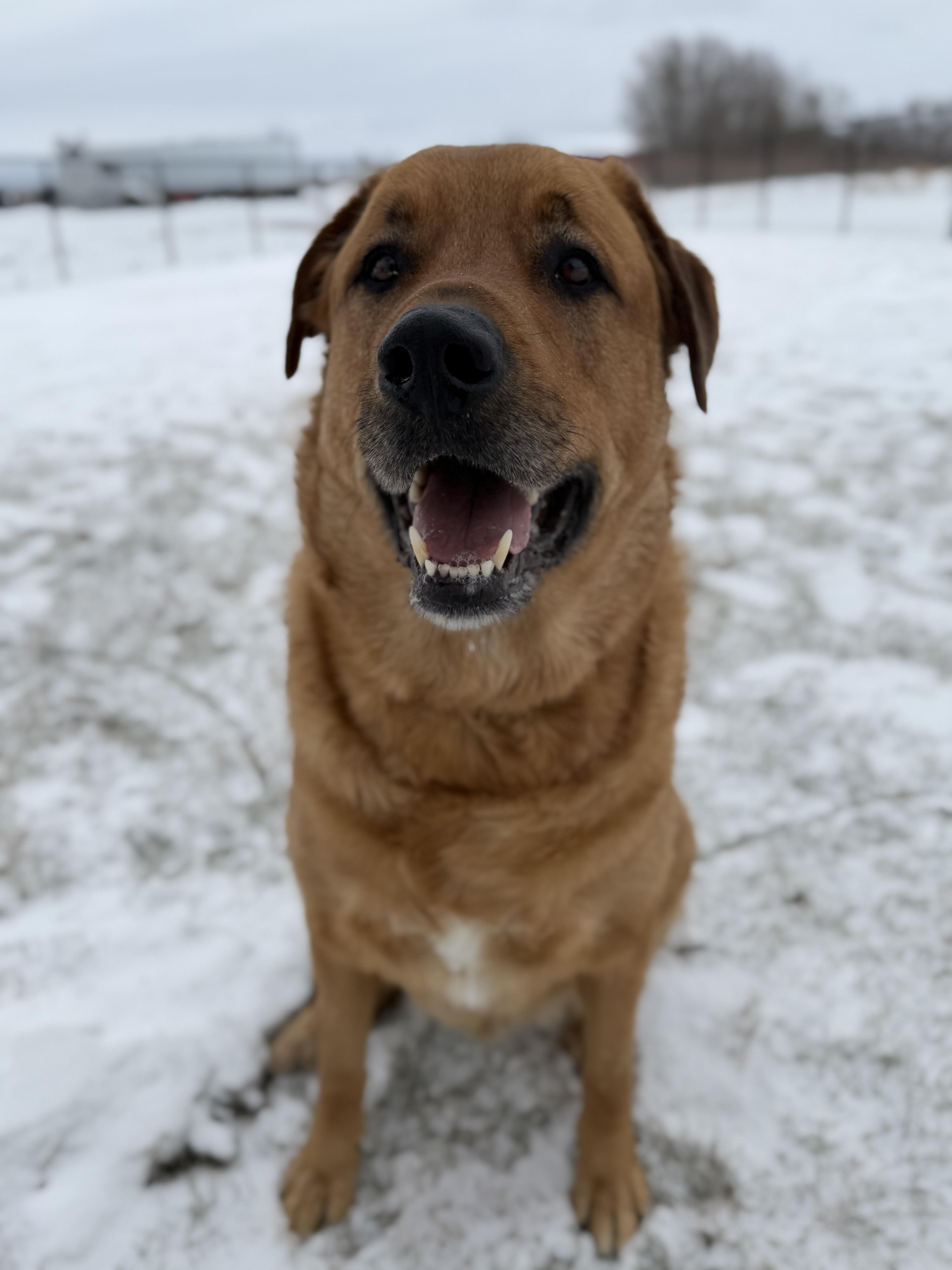 Rio, a Adoptable mixed breed in Steinbach, MB image 3/6