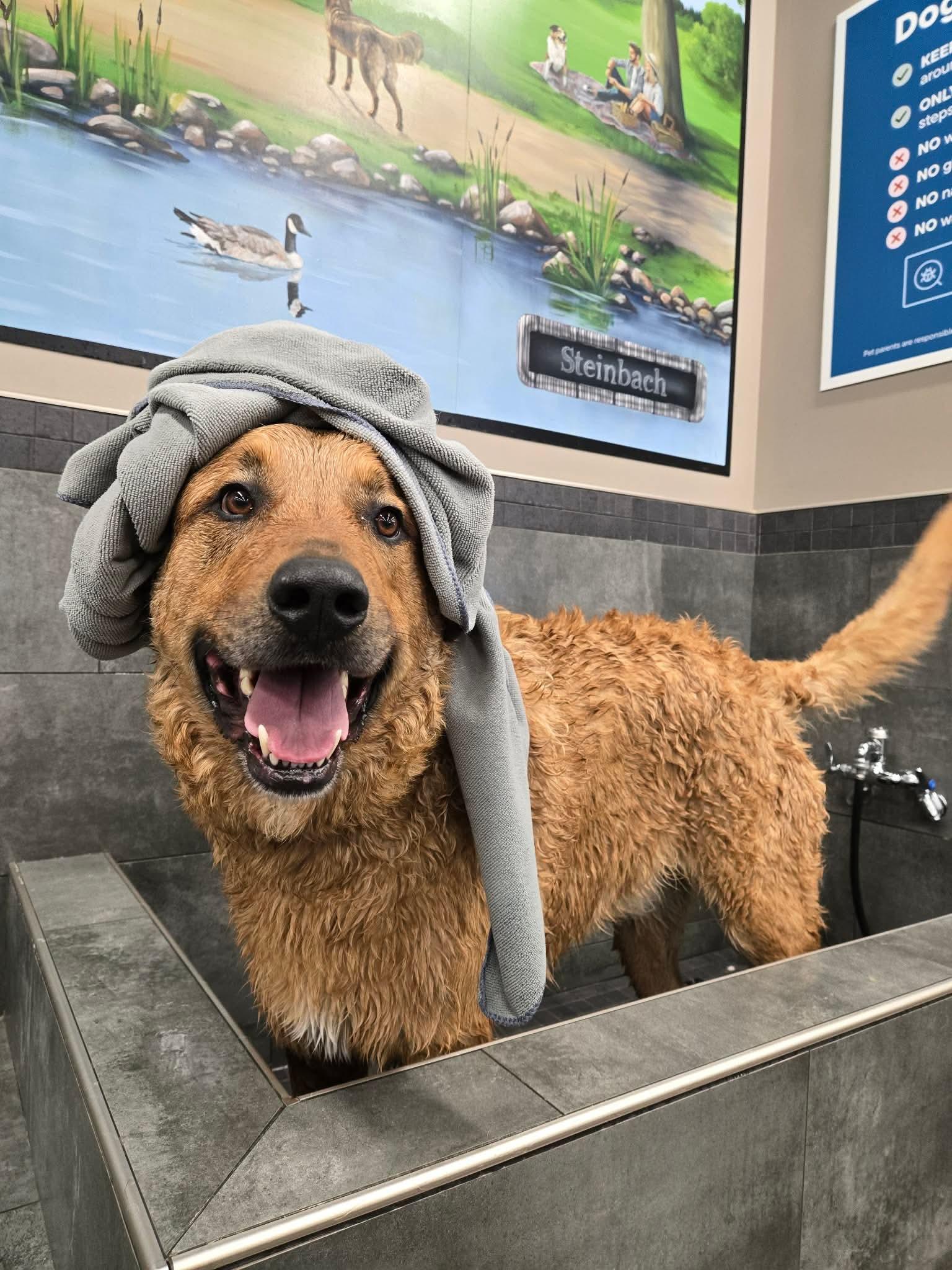 Rio, Adoptable, Adult Male Anatolian Shepherd.
