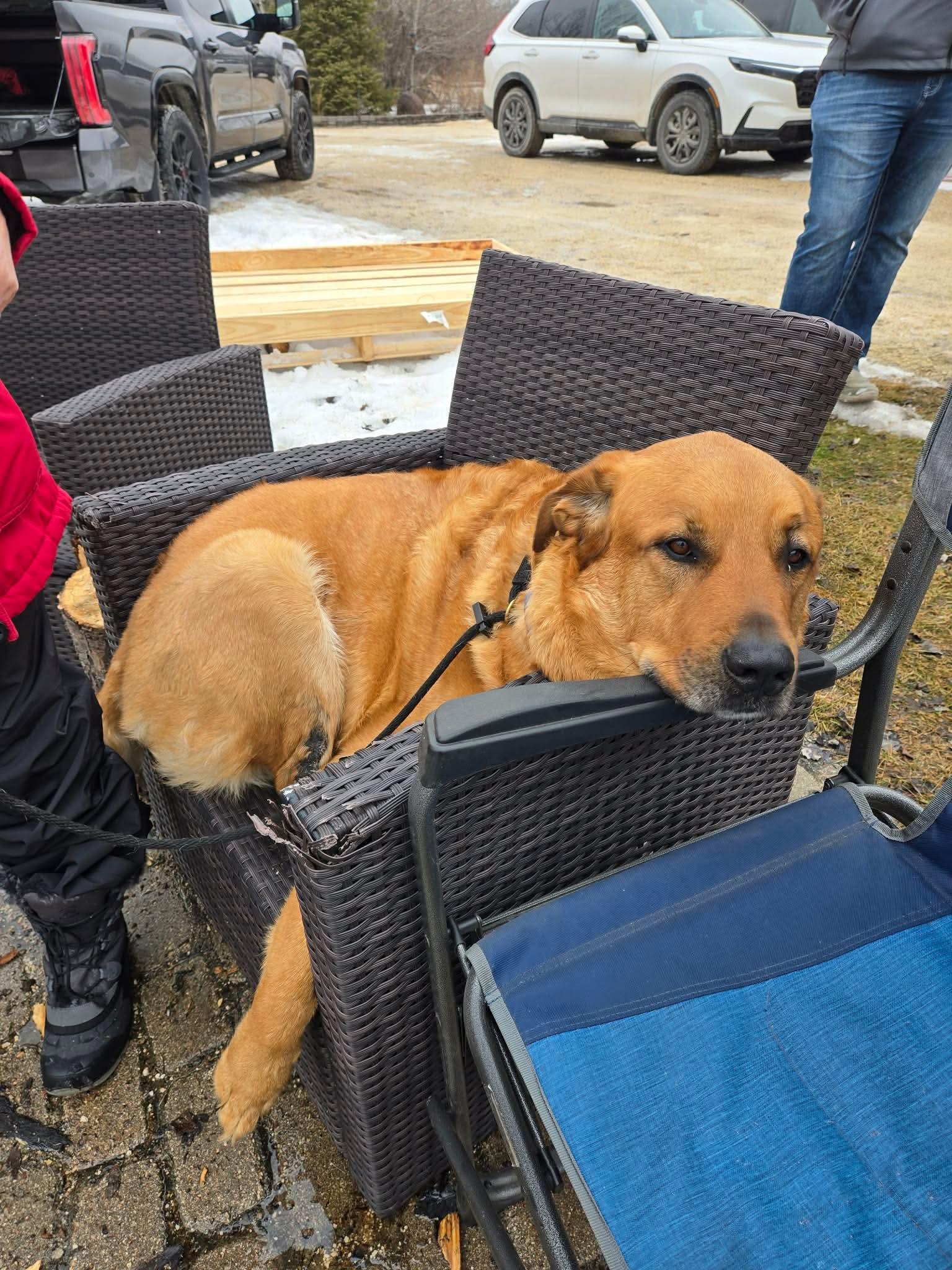 Rio, a Adoptable mixed breed in Steinbach, MB image 5/6