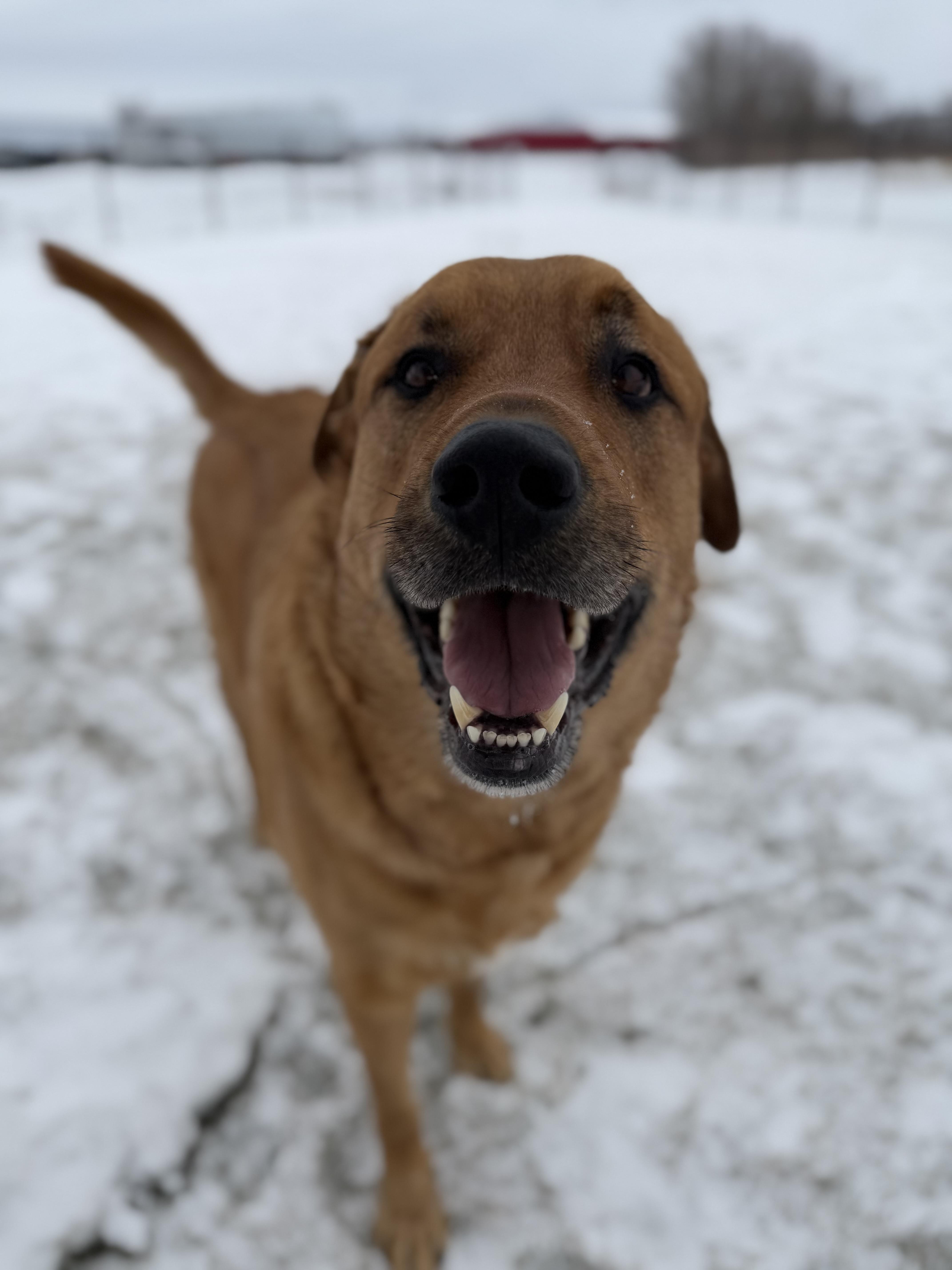 Rio, a Adoptable mixed breed in Steinbach, MB image 6/6