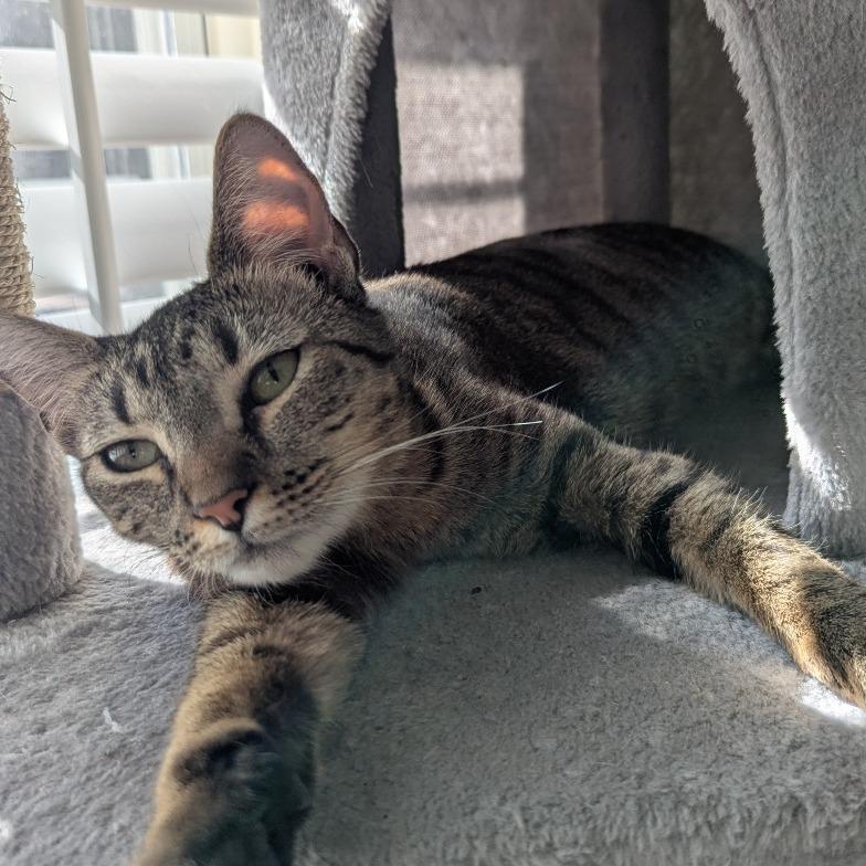 Pepper Isaac - RS, a Adoptable Domestic Short Hair in Tallahassee, FL image 1/6