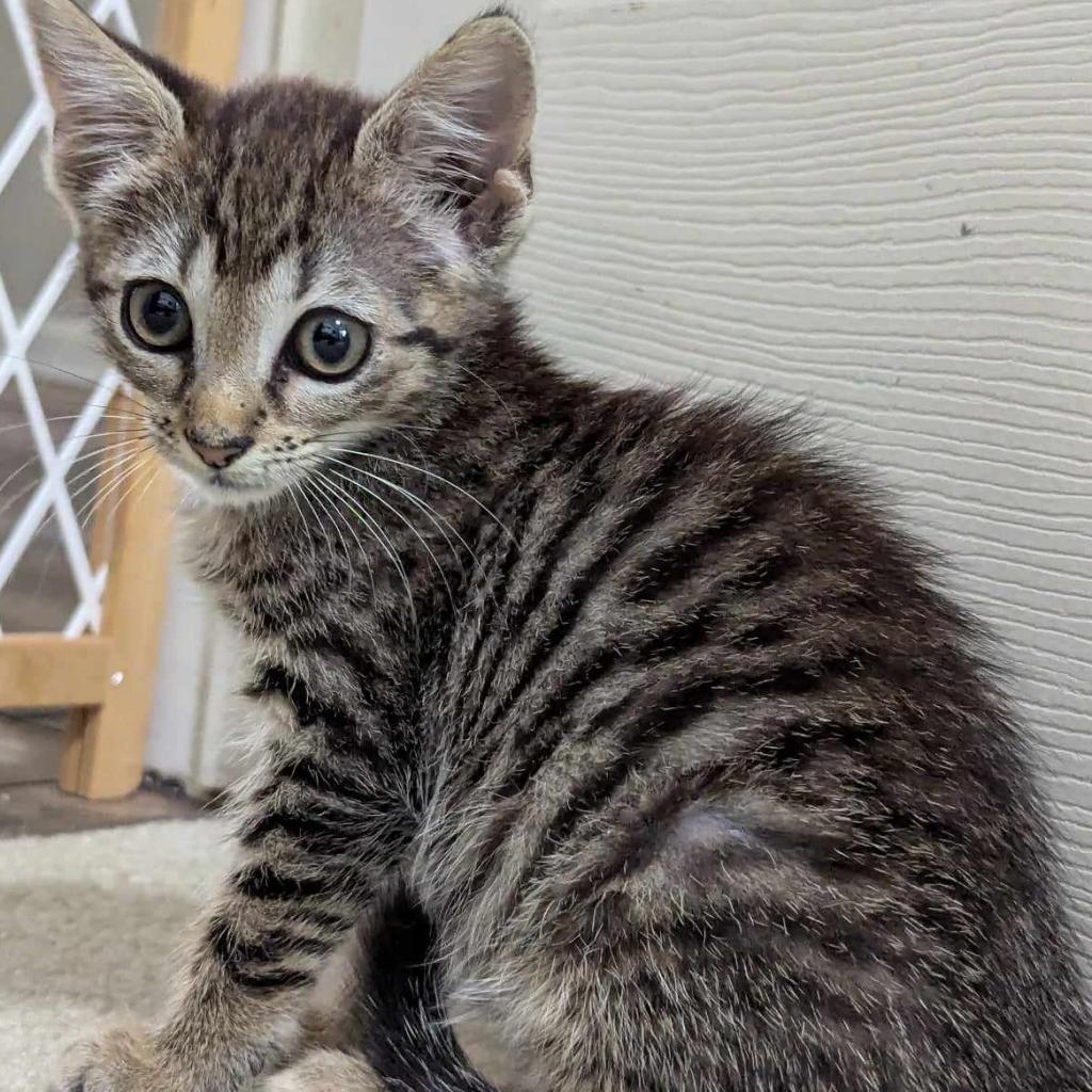 Pepper Isaac - RS, a Adoptable Domestic Short Hair in Tallahassee, FL image 6/6