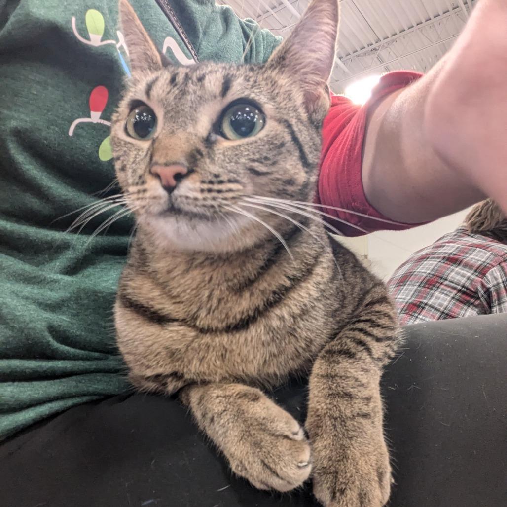 Pepper Isaac - RS, a Adoptable Domestic Short Hair in Tallahassee, FL image 2/6