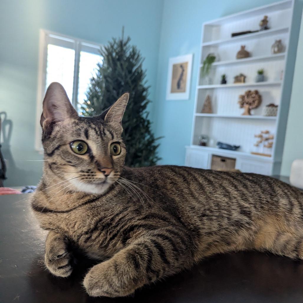 Pepper Isaac - RS, a Adoptable Domestic Short Hair in Tallahassee, FL image 3/6