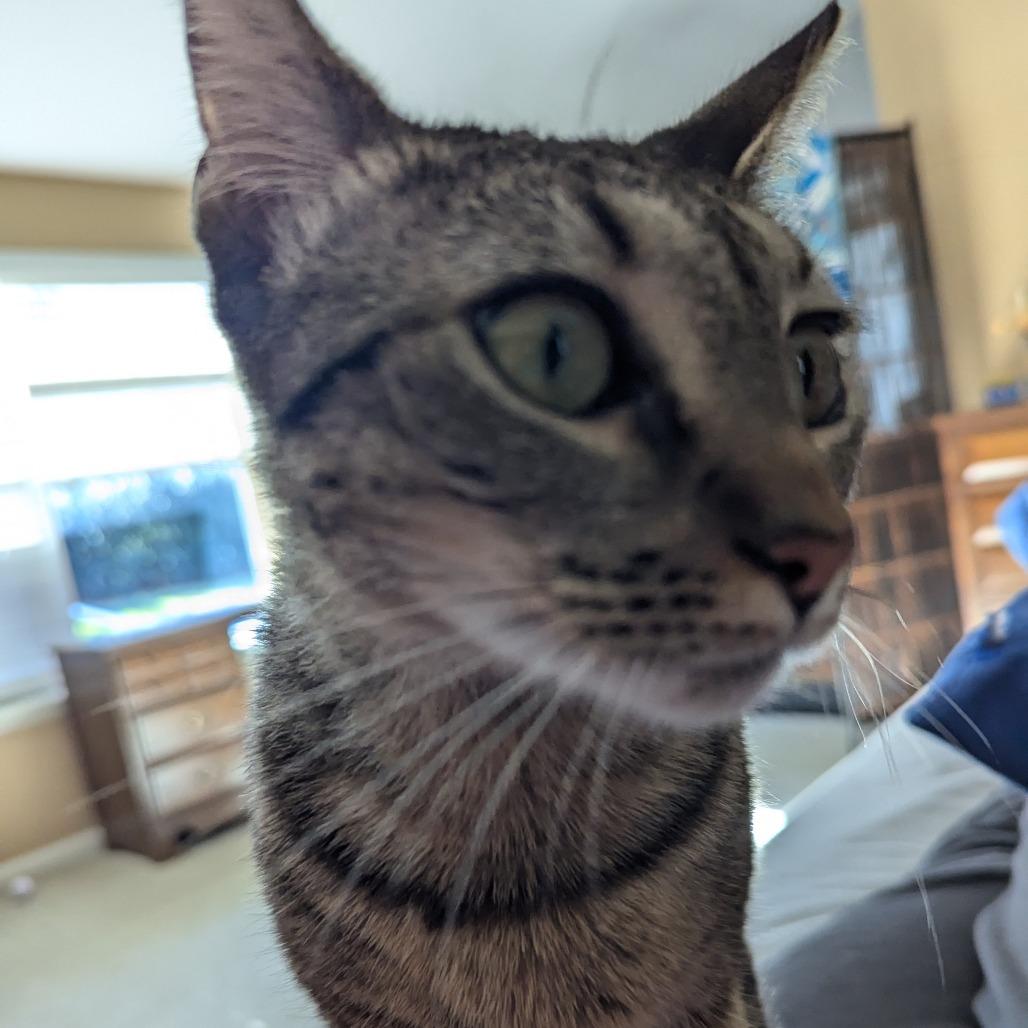 Pepper Isaac - RS, a Adoptable Domestic Short Hair in Tallahassee, FL image 4/6