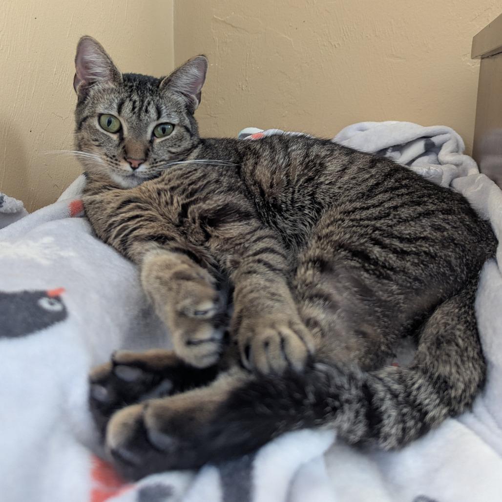 Pepper Isaac - RS, a Adoptable Domestic Short Hair in Tallahassee, FL image 5/6