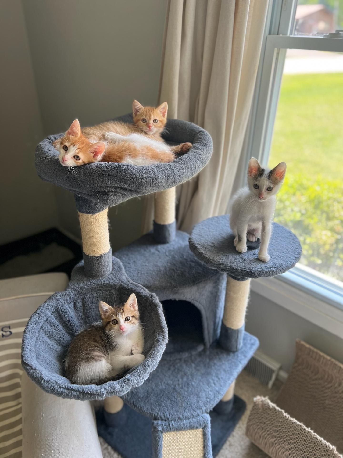 CJ - Sweet and affectionate