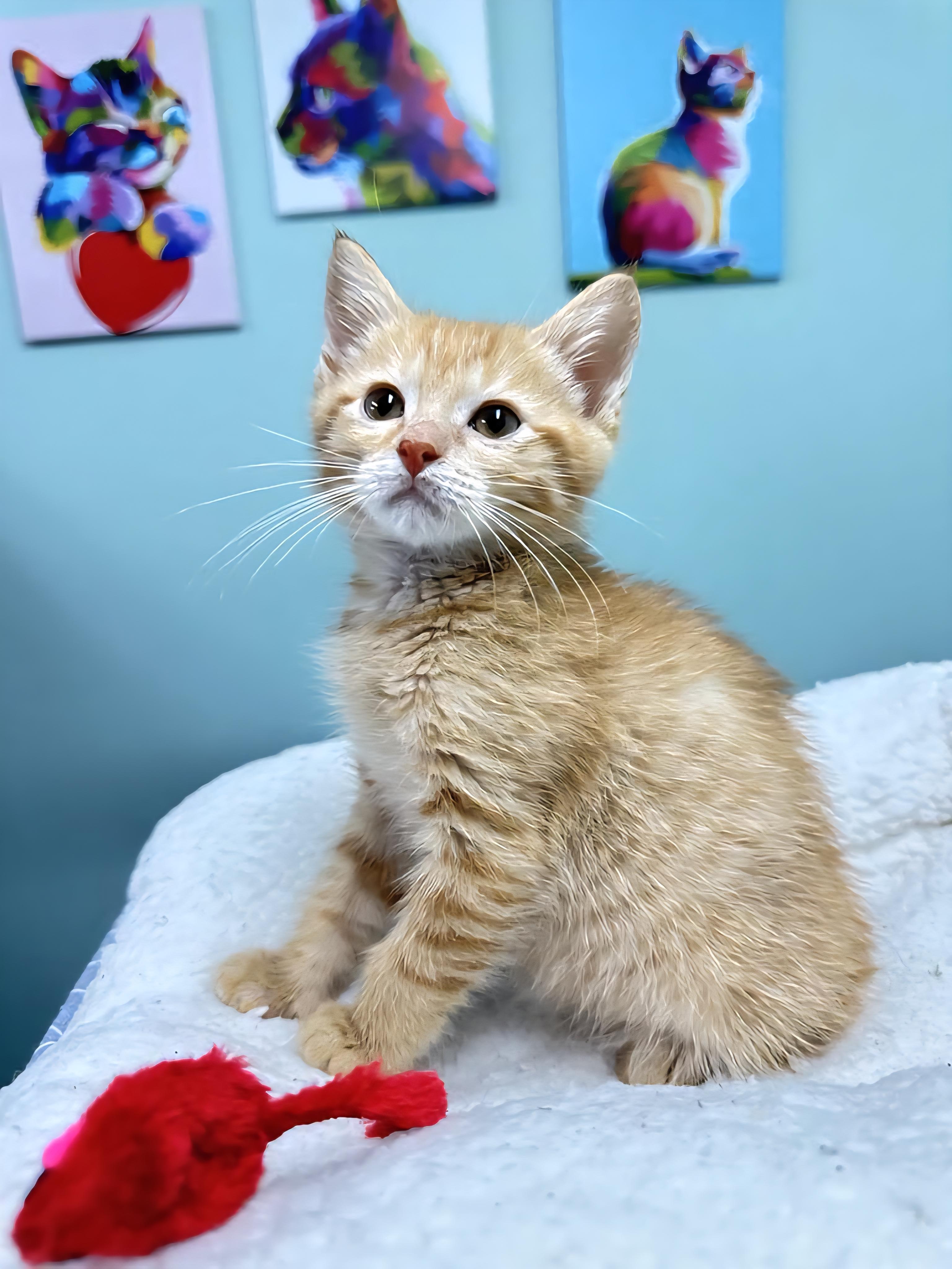 CJ - Sweet and affectionate