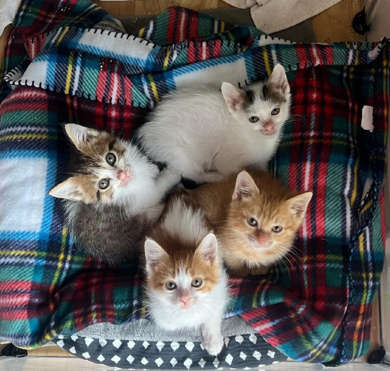 CJ - Sweet and affectionate