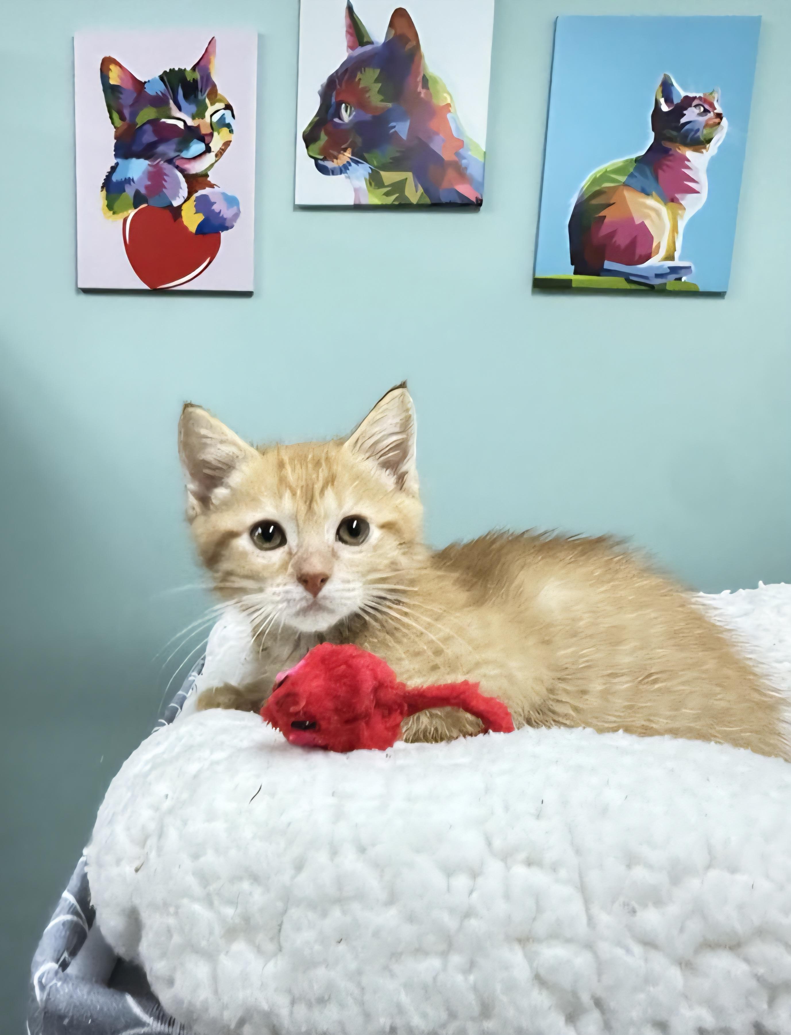 CJ - Sweet and affectionate