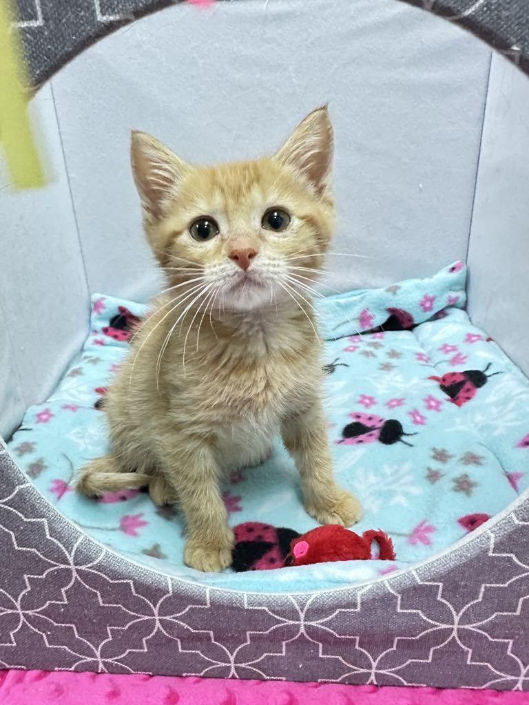 CJ - Sweet and affectionate