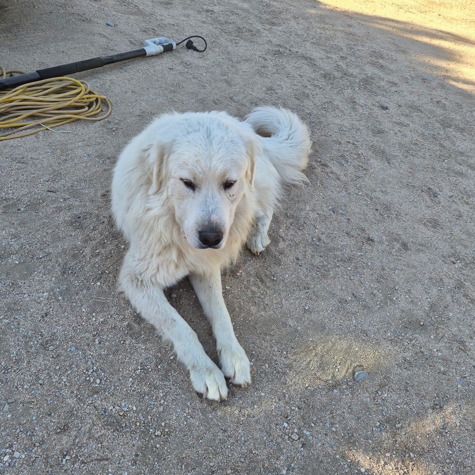 Enlarge Kassi, a ADOPTABLE mixed breed in Agua Dulce, CA image 3/3