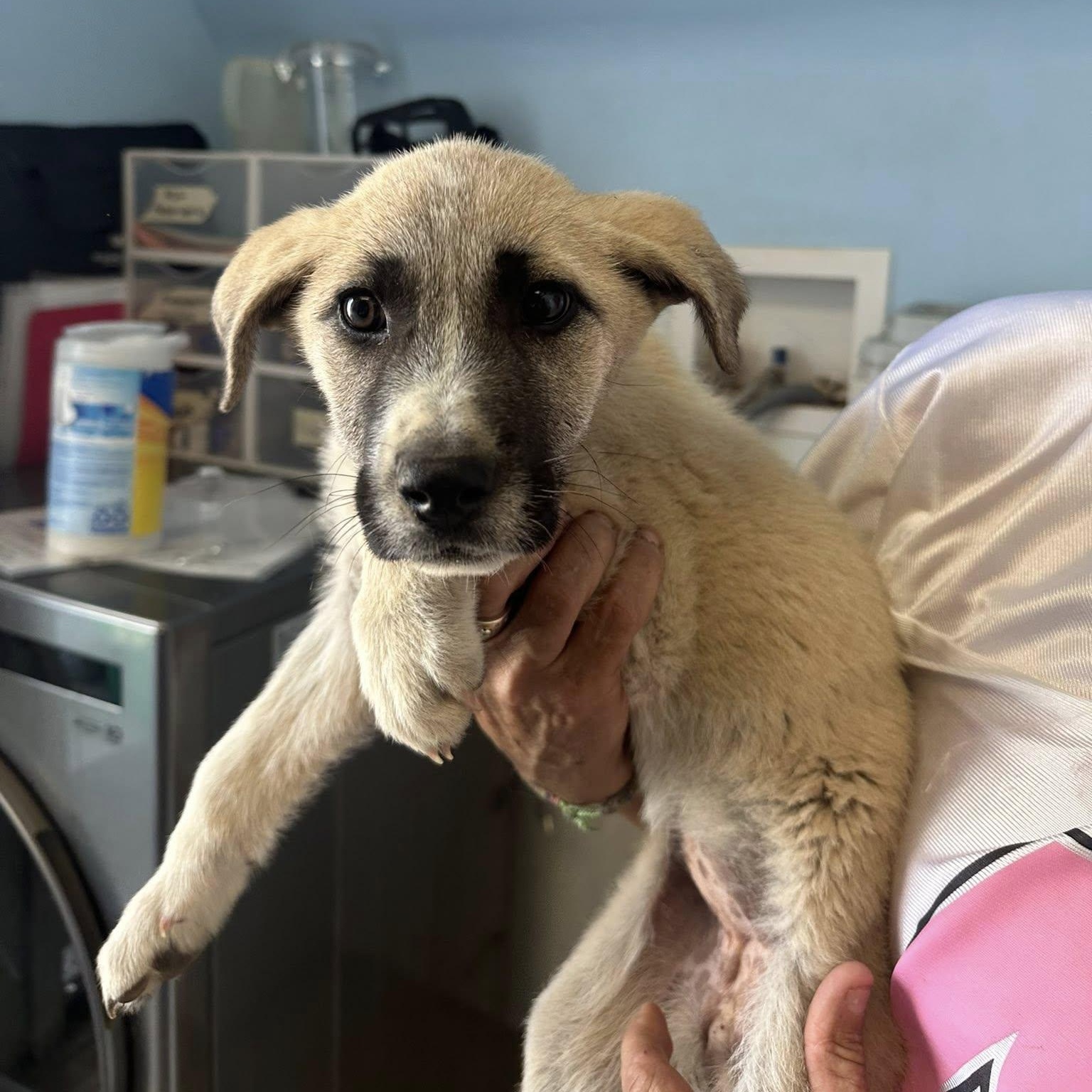 Enlarge Kassi, a ADOPTABLE mixed breed in Agua Dulce, CA image 1/3