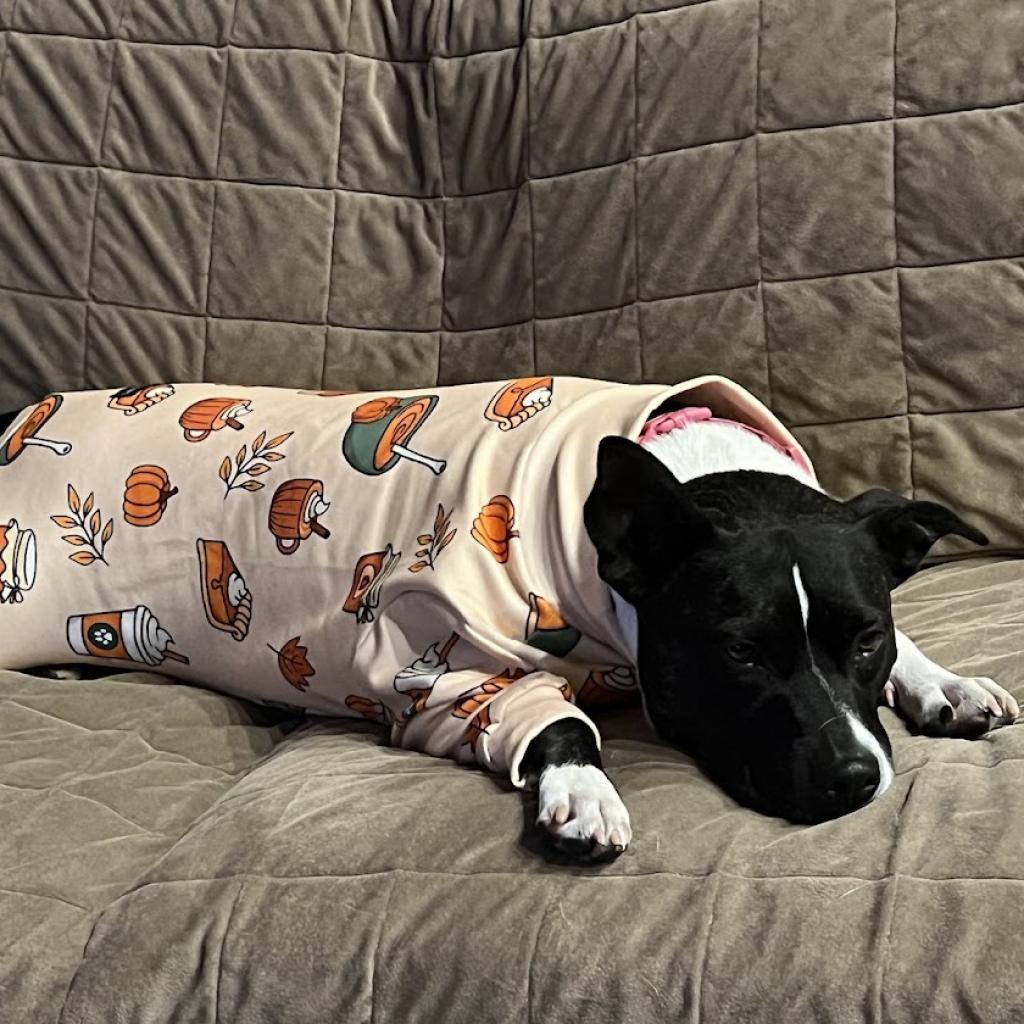 Enlarge Bagel, a Adoptable mixed breed in East Hanover, NJ image 1/6