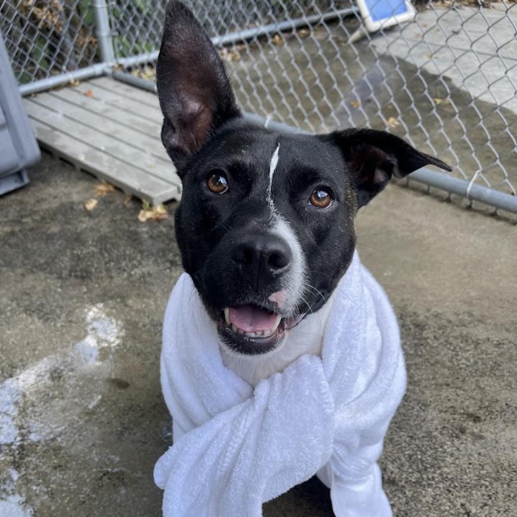 Enlarge Bagel, a Adoptable mixed breed in East Hanover, NJ image 2/6