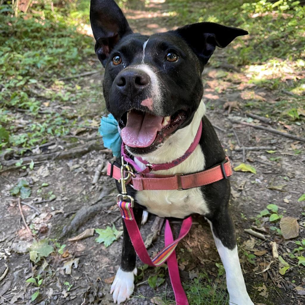 Enlarge Bagel, a Adoptable mixed breed in East Hanover, NJ image 3/6