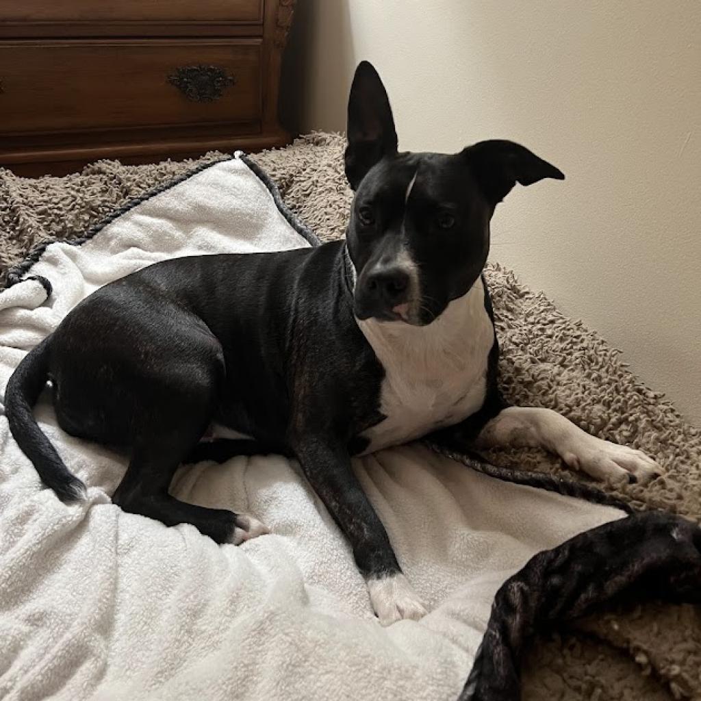 Enlarge Bagel, a Adoptable mixed breed in East Hanover, NJ image 4/6