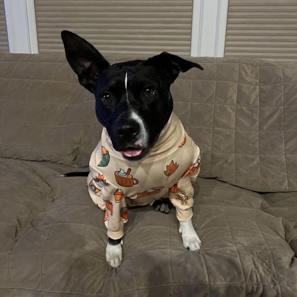 Enlarge Bagel, a Adoptable mixed breed in East Hanover, NJ image 5/6