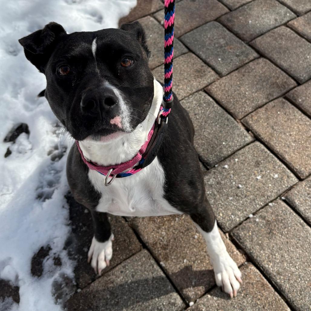 Enlarge Bagel, a Adoptable mixed breed in East Hanover, NJ image 6/6