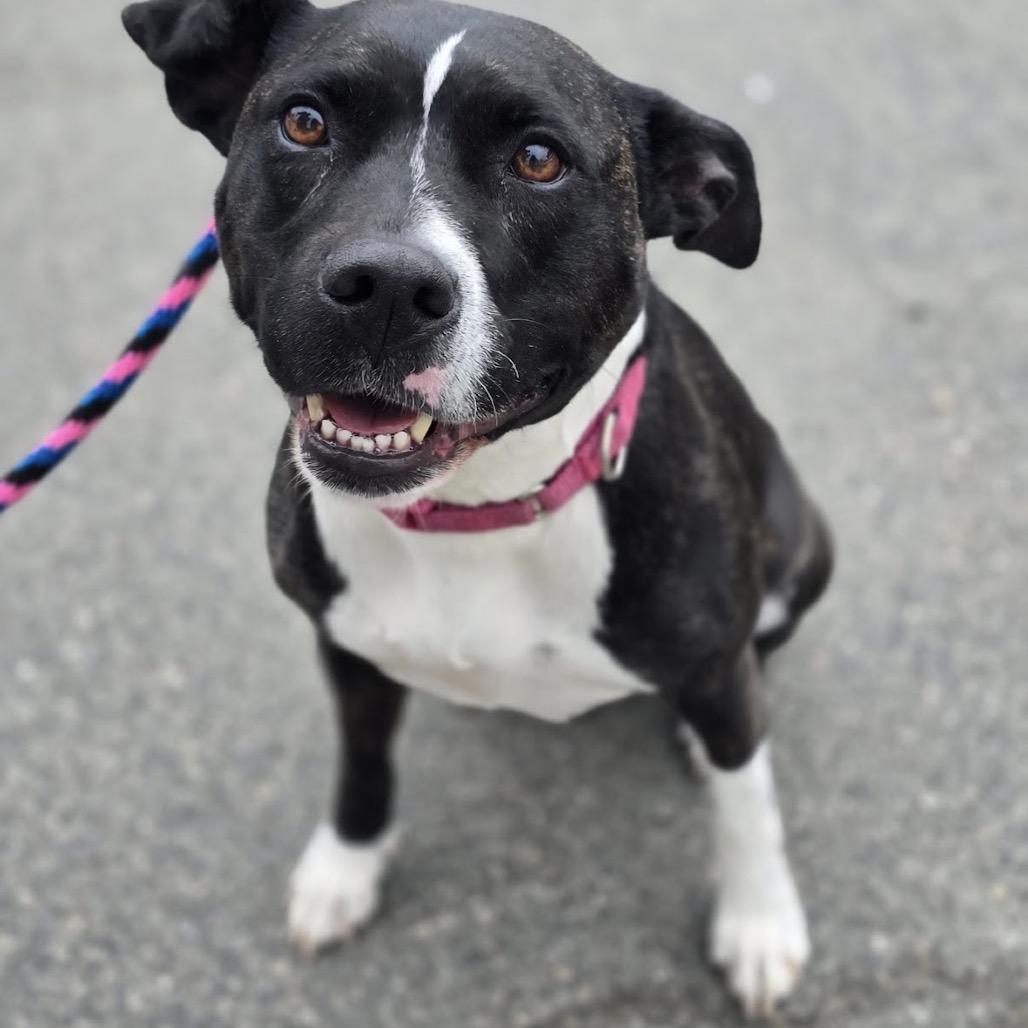 Enlarge Bagel, a Adoptable mixed breed in East Hanover, NJ image 6/6