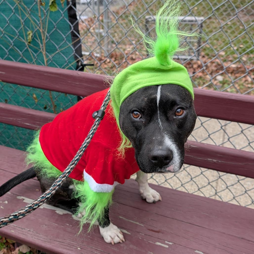 Enlarge Bagel, a Adoptable mixed breed in East Hanover, NJ image 6/6
