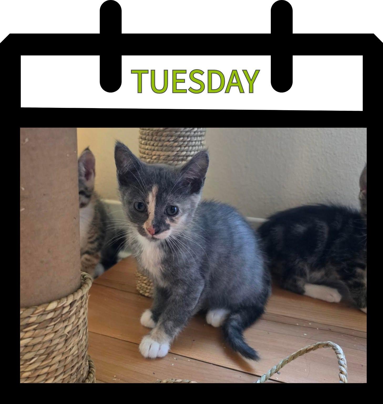 Tuesday, Adoptable, Kitten Female Domestic Short Hair.