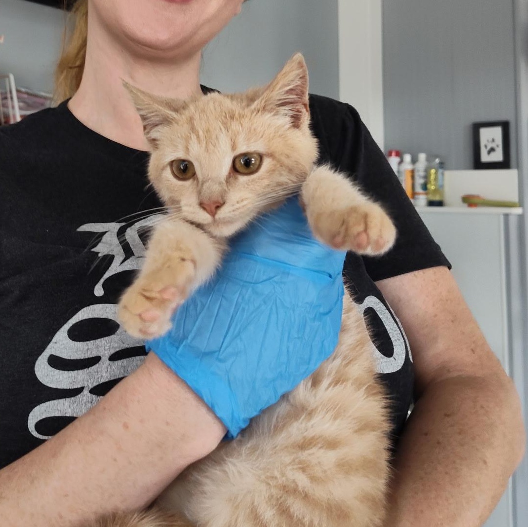 Goldie Fawn, an adopted Domestic Medium Hair in Columbus, OH image 6/6