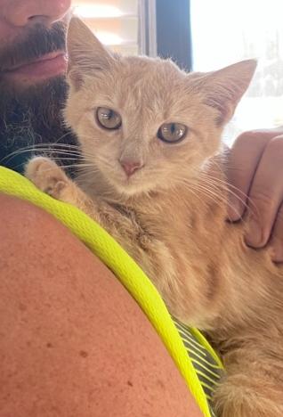 Goldie Fawn, adopted, Kitten Female Domestic Medium Hair.