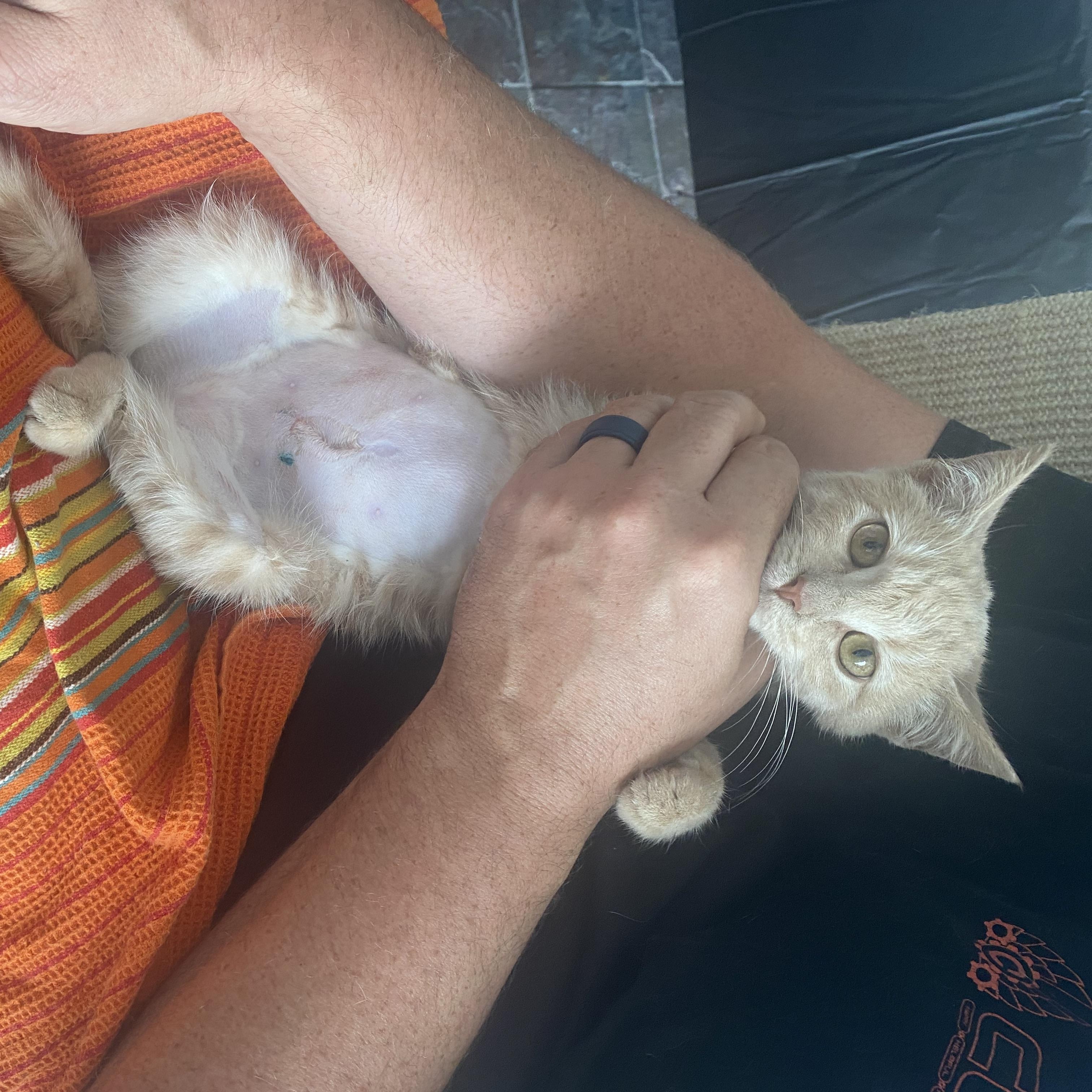 Goldie Fawn, an adopted Domestic Medium Hair in Columbus, OH image 5/6