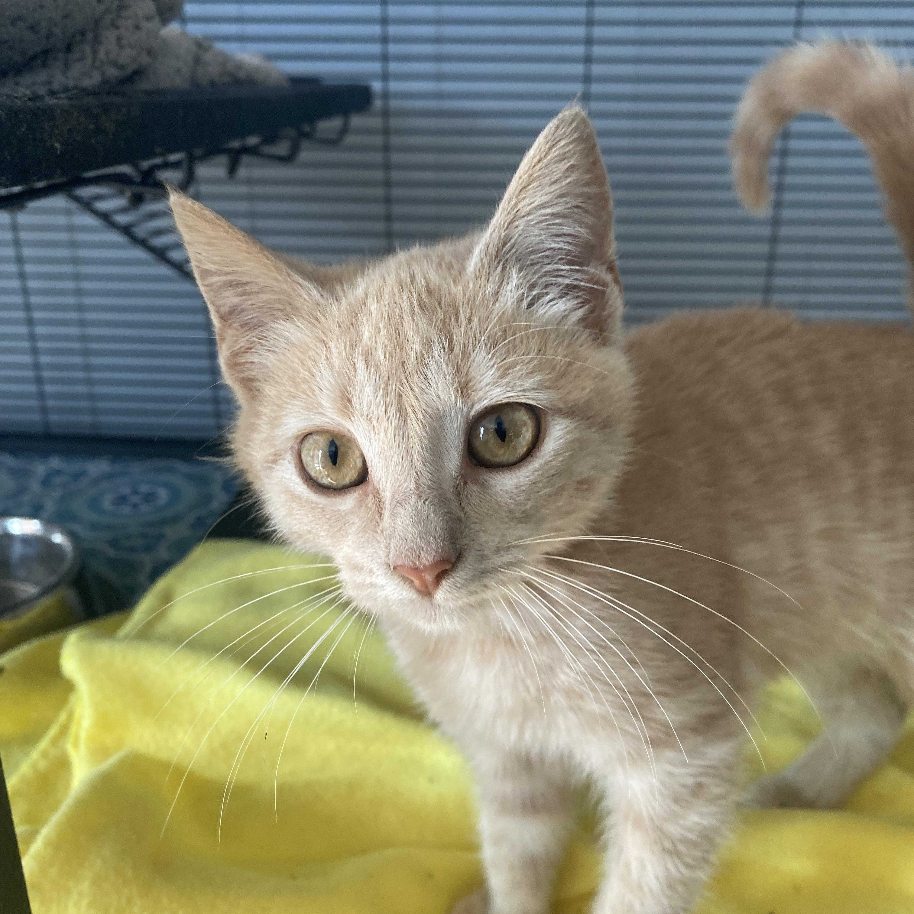 Goldie Fawn, an adopted Domestic Medium Hair in Columbus, OH image 2/6