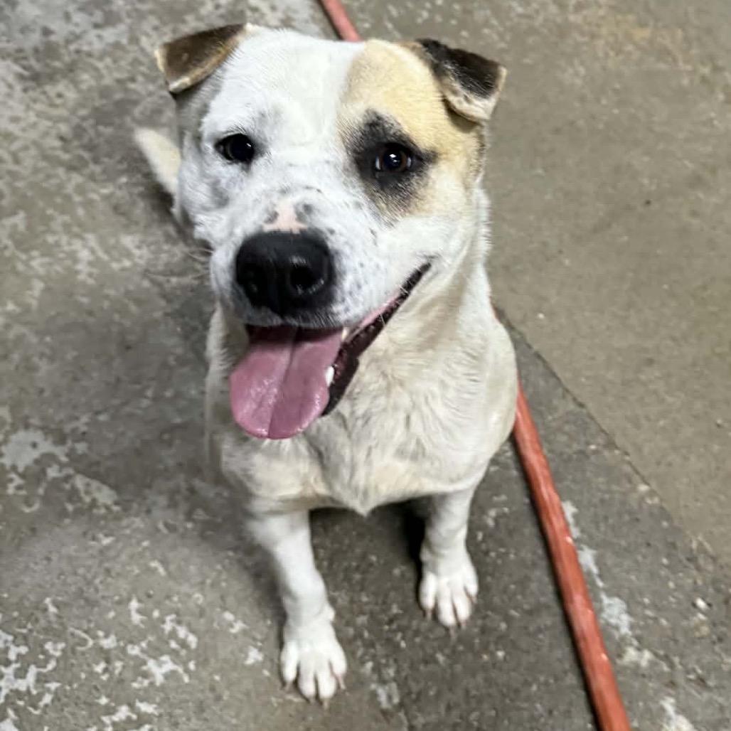 Enlarge Finn, a ADOPTABLE Mixed Breed in Baxter, KY image 1/1