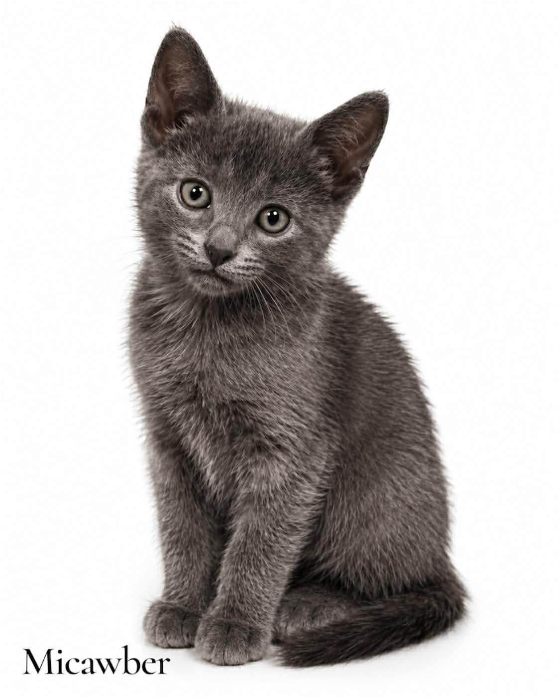 Enlarge Micawber, a ADOPTABLE Domestic Short Hair in Stevensville, MI image 1/1