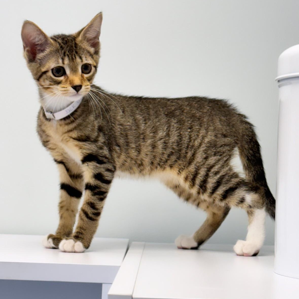 Jack Daniel, ADOPTABLE, Young Male Domestic Short Hair.