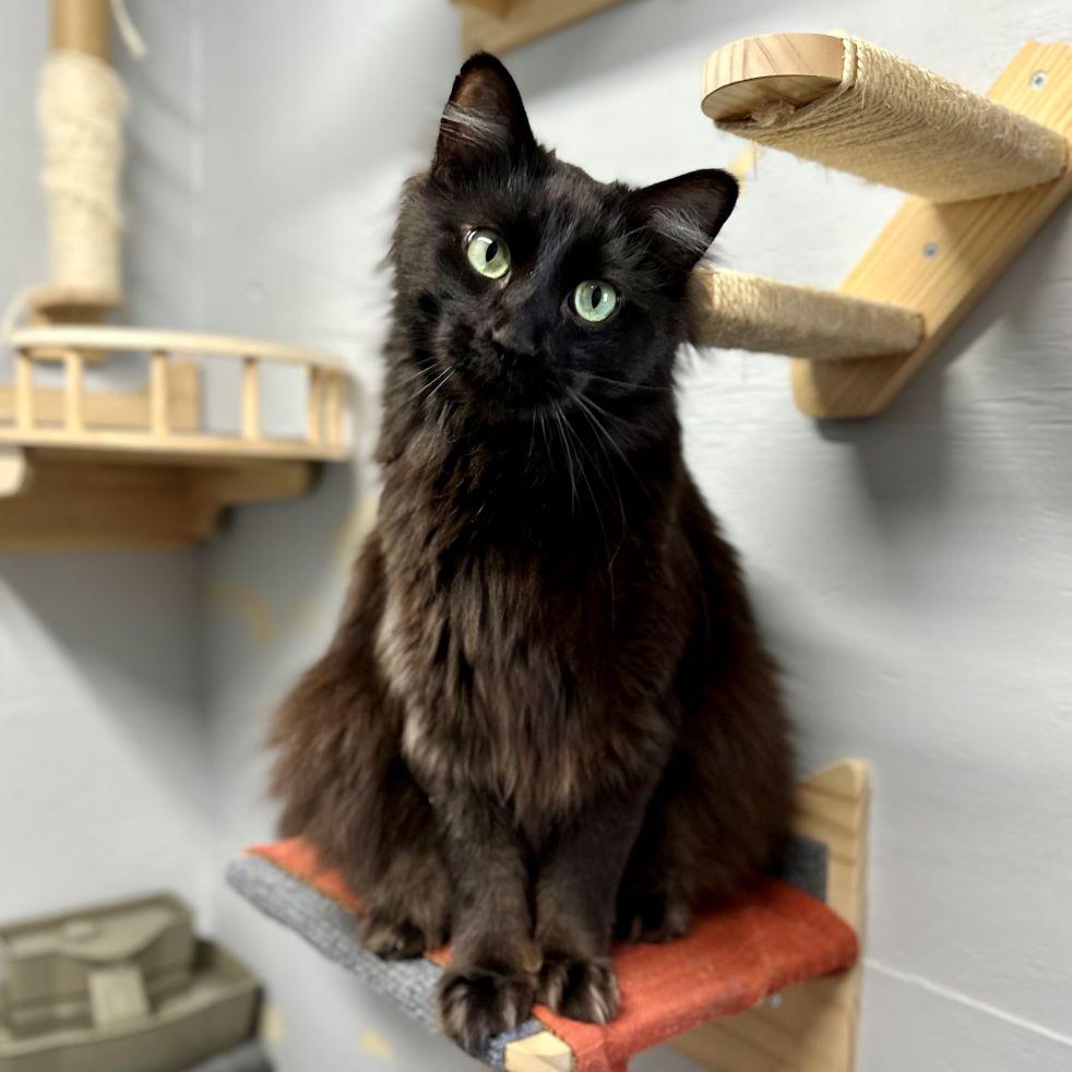Enlarge Starsky (and Hutch), a Adoptable Norwegian Forest Cat in Tulsa, OK image 4/6