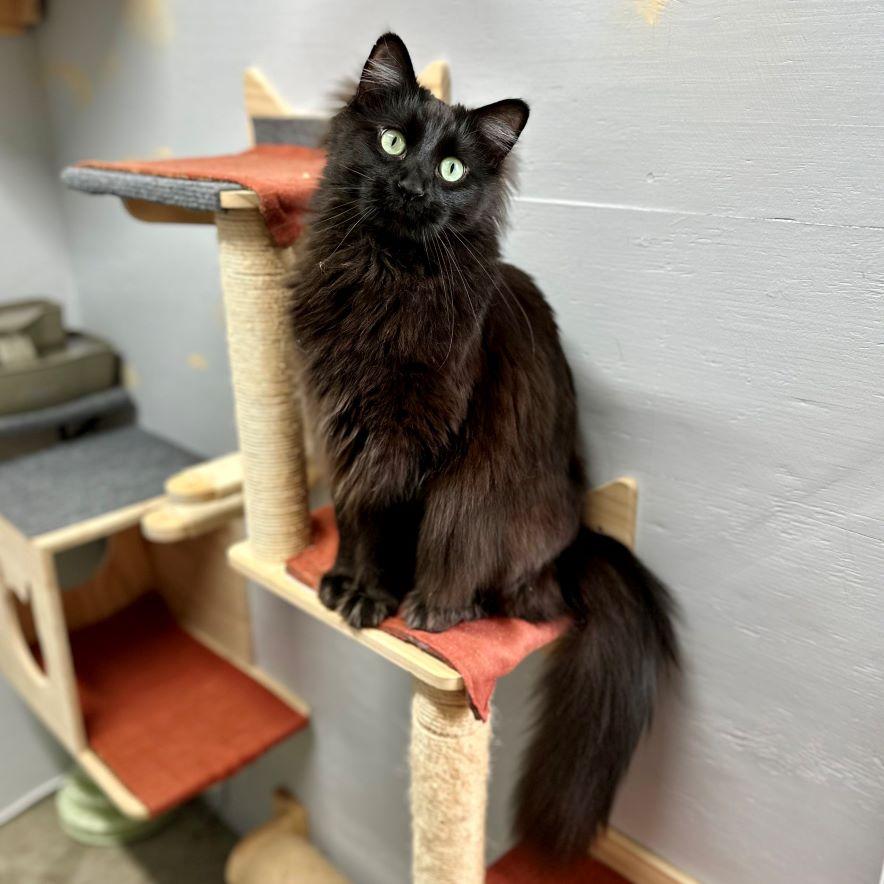 Enlarge Starsky (and Hutch), a Adoptable Norwegian Forest Cat in Tulsa, OK image 1/6