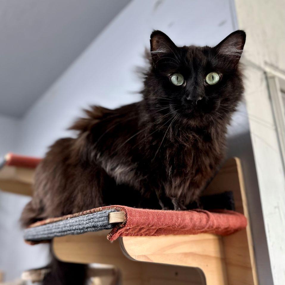Enlarge Starsky (and Hutch), a Adoptable Norwegian Forest Cat in Tulsa, OK image 2/6
