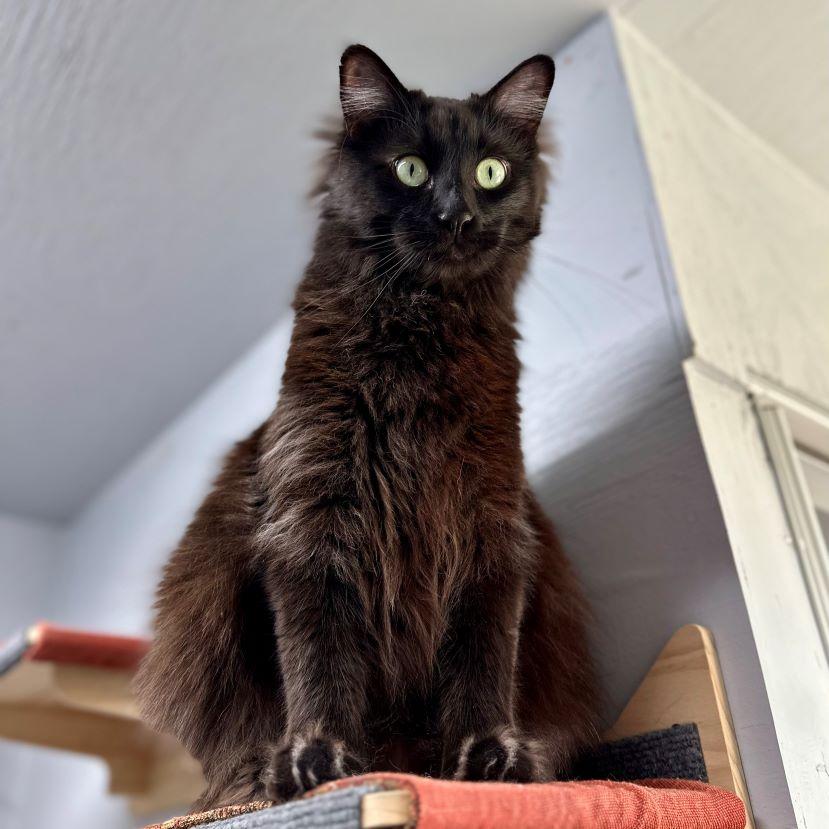 Enlarge Starsky (and Hutch), a Adoptable Norwegian Forest Cat in Tulsa, OK image 3/6