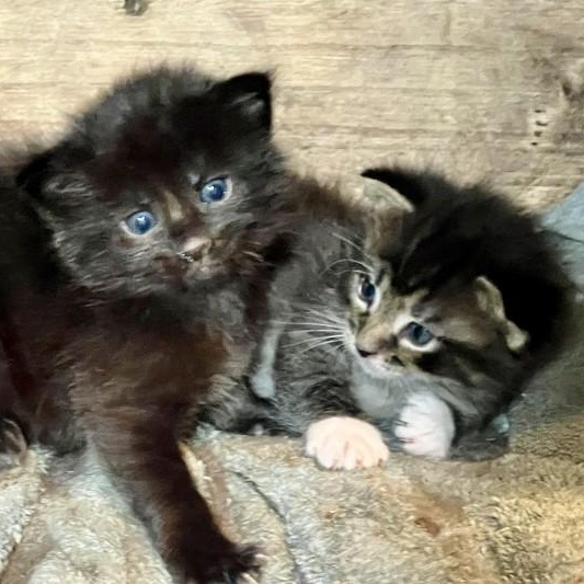 Enlarge Starsky (and Hutch), a Adoptable Norwegian Forest Cat in Tulsa, OK image 6/6