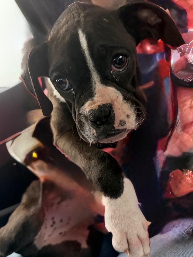 Enlarge Cleo, a Adoptable Boxer in Amherst, NY image 1/6