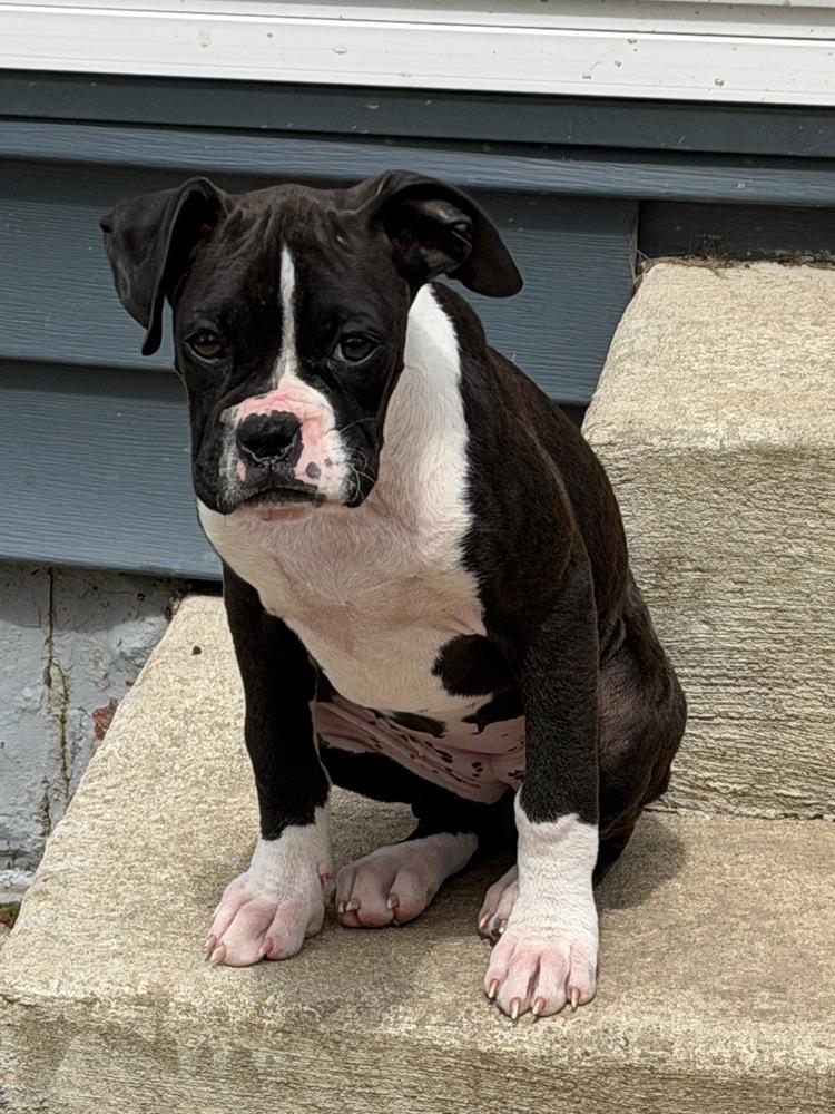 Enlarge Cleo, a Adoptable Boxer in Amherst, NY image 2/6