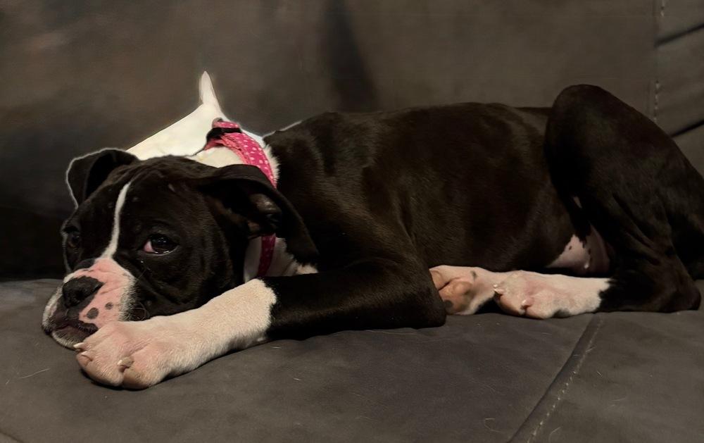 Enlarge Cleo, a Adoptable Boxer in Amherst, NY image 3/6