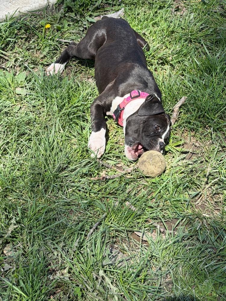 Enlarge Cleo, a Adoptable Boxer in Amherst, NY image 4/6