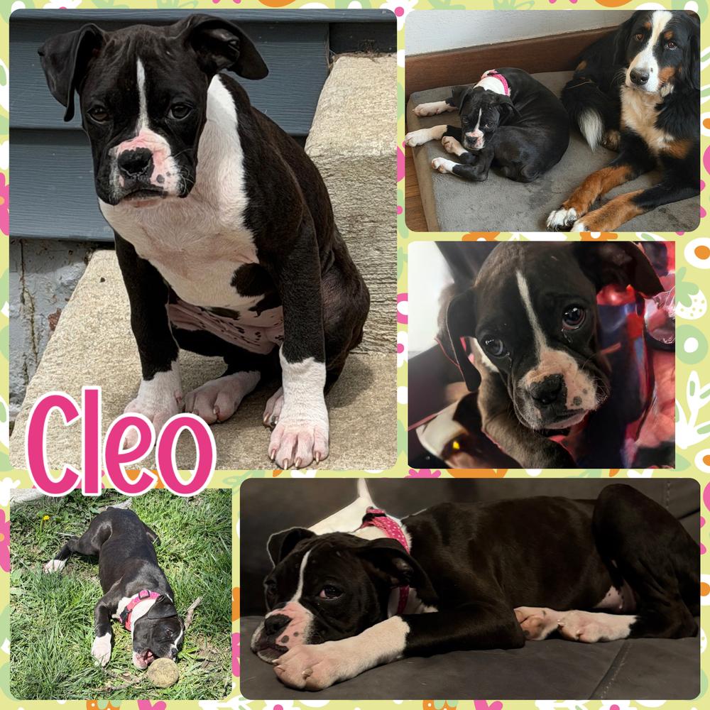 Enlarge Cleo, a Adoptable Boxer in Amherst, NY image 5/6