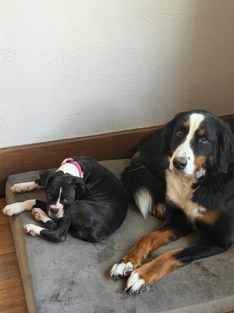 Enlarge Cleo, a Adoptable Boxer in Amherst, NY image 6/6