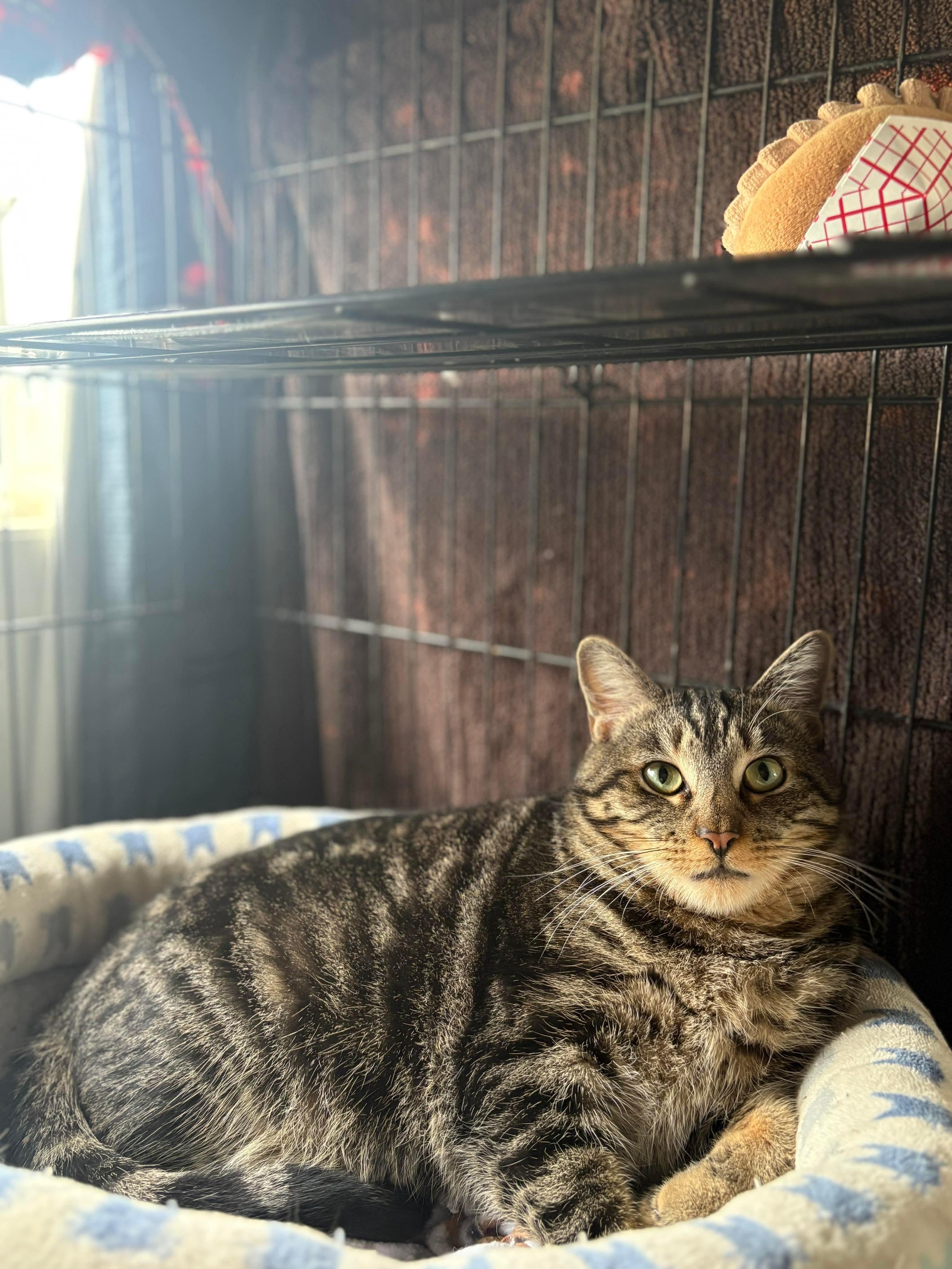 Enlarge Ben & Jerry, a Adoptable Domestic Short Hair in Acushnet, MA image 3/6