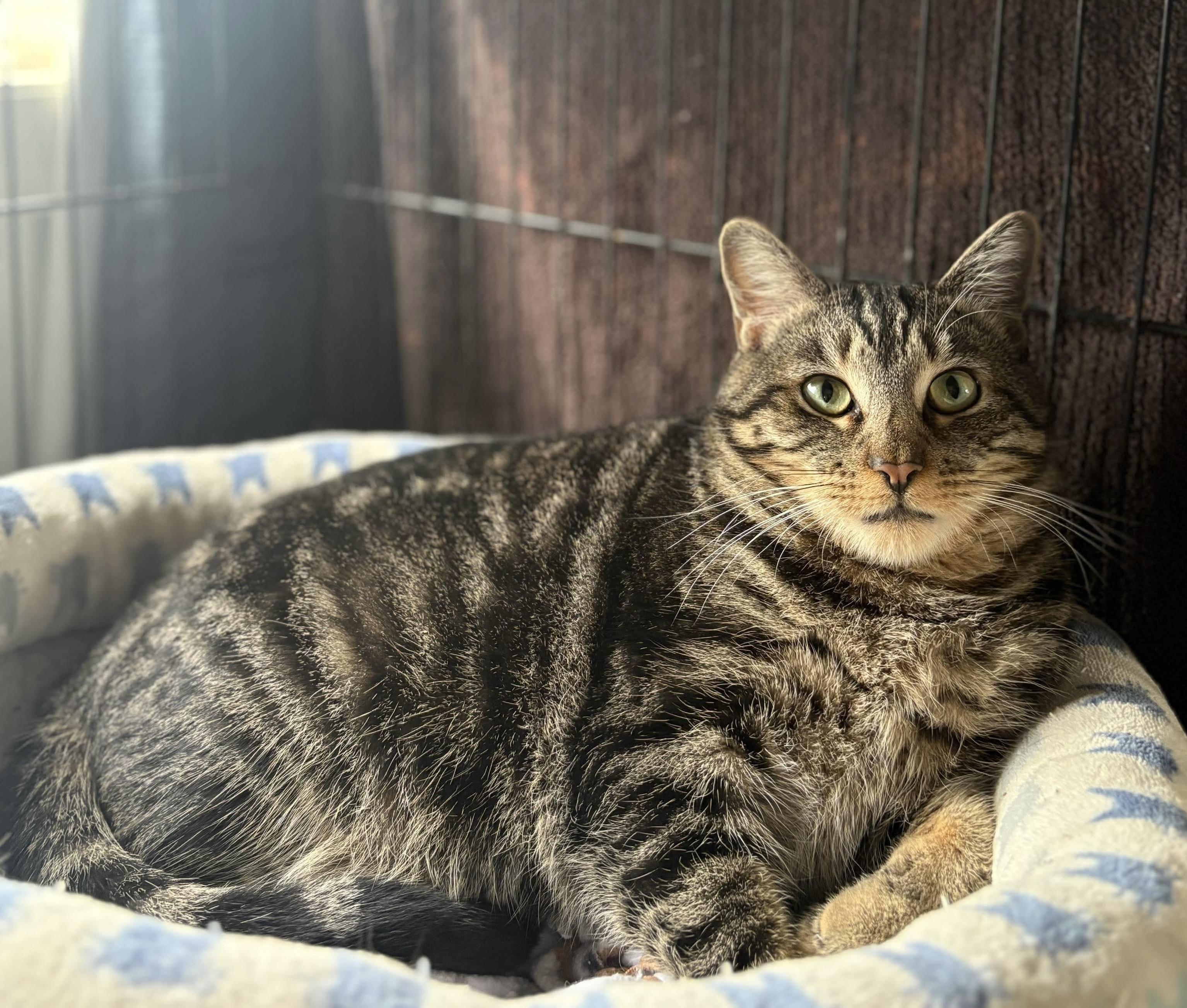 Ben & Jerry, a Adoptable Domestic Short Hair in Acushnet, MA image 1/6