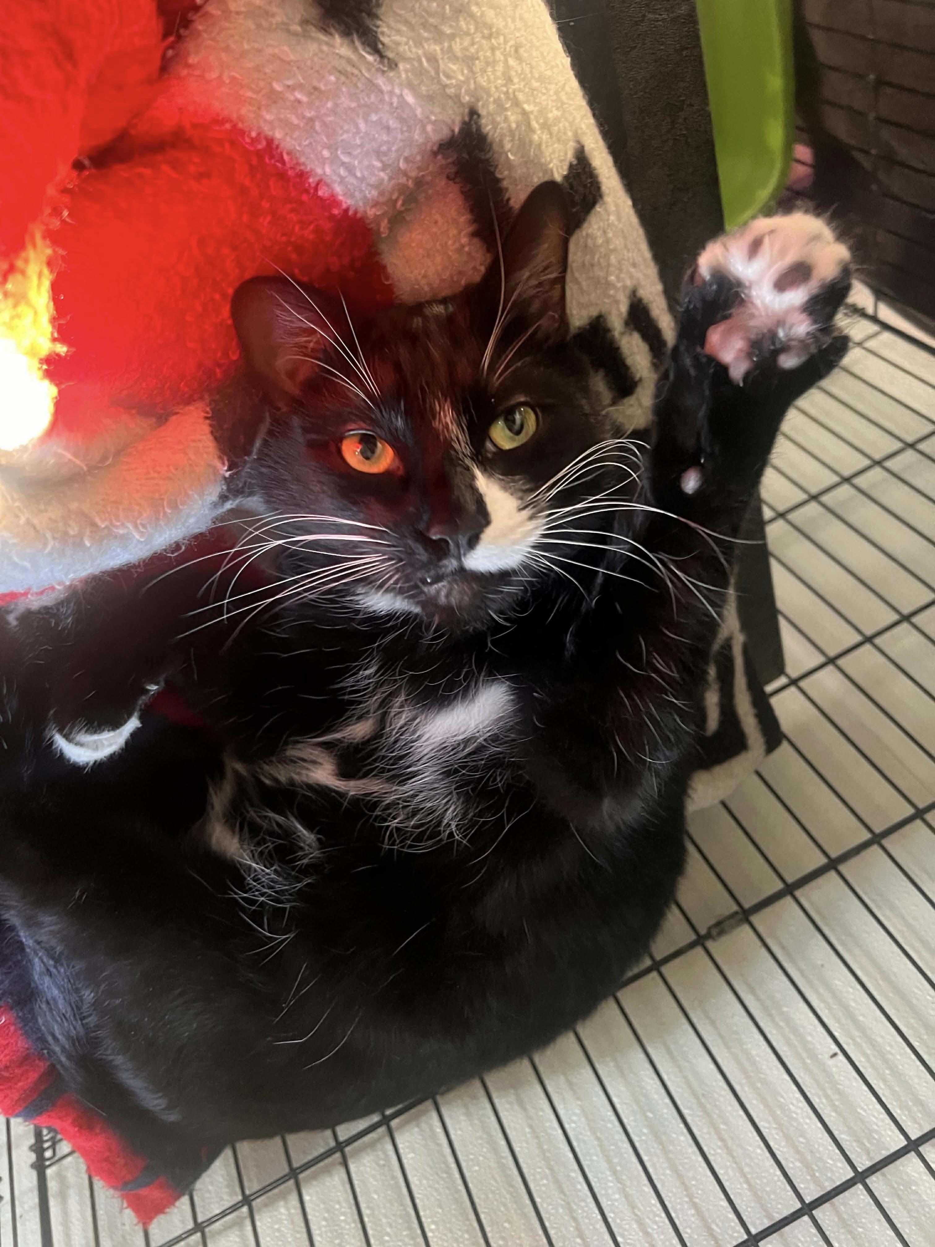 Ben & Jerry, a Adoptable Domestic Short Hair in Acushnet, MA image 2/6