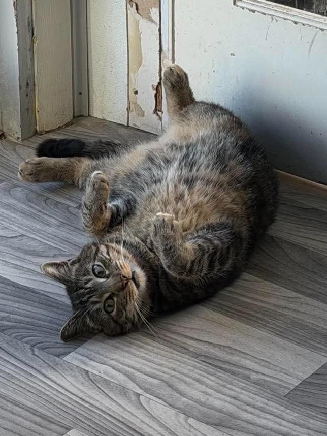 Ben & Jerry, a Adoptable Domestic Short Hair in Acushnet, MA image 6/6
